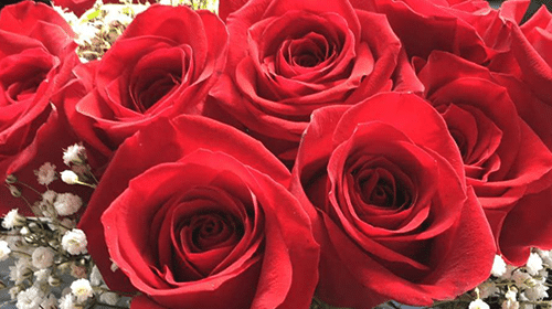 A Dozen Roses Add On Service at Boone's Colonial Inn of St Charles Mo